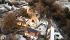 DJI_0776.jpg